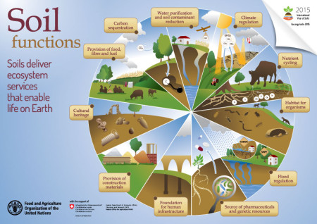 FAO-Infographic-IYS2015-soilfunctions-en